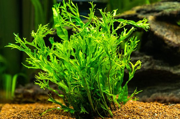 Папоротник Винделова – привлекательное аквариумное растение