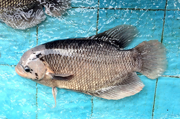 В странах Юго-Восточной Азии гурами гигантский – важный объект рыболовного промысла