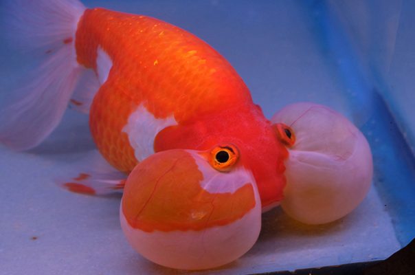 Водяные глазки – золотая рыбка с «пузырями» под глазами