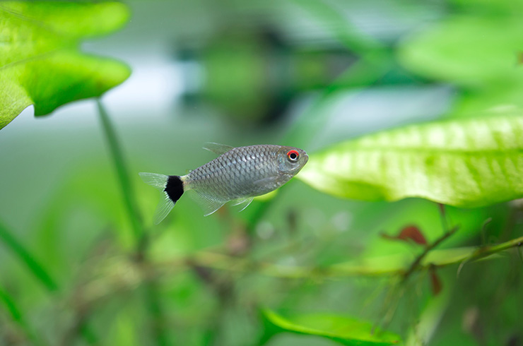 Филомена – незаслуженно «забытая» аквариумная рыбка