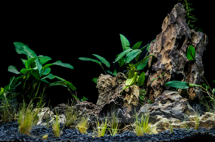 Пучки элеохариса парвула высаживают на расстоянии 3-5 см друг от друга