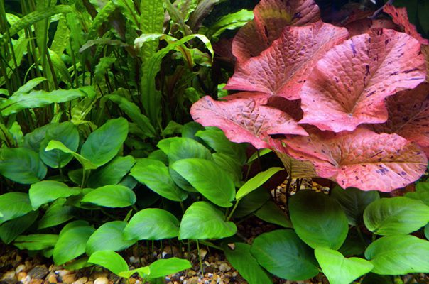 Нимфея красная – привлекательное аквариумное растение