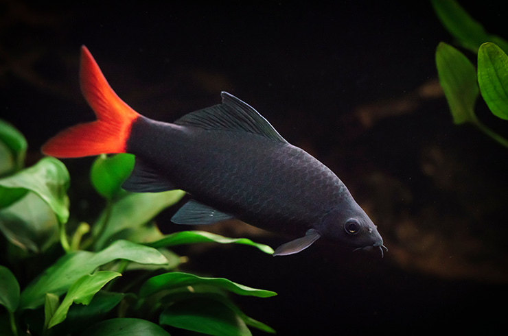 Лабео – красивая, но неуживчивая рыбка