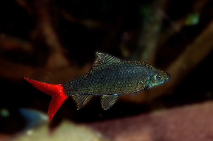Лабео – рыба-одиночка