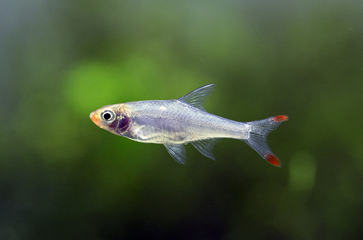 Савбва – миниатюрная рыбка из Бирмы
