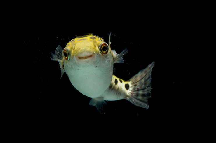 Тетраодоны – рыбки с улыбкой на лице