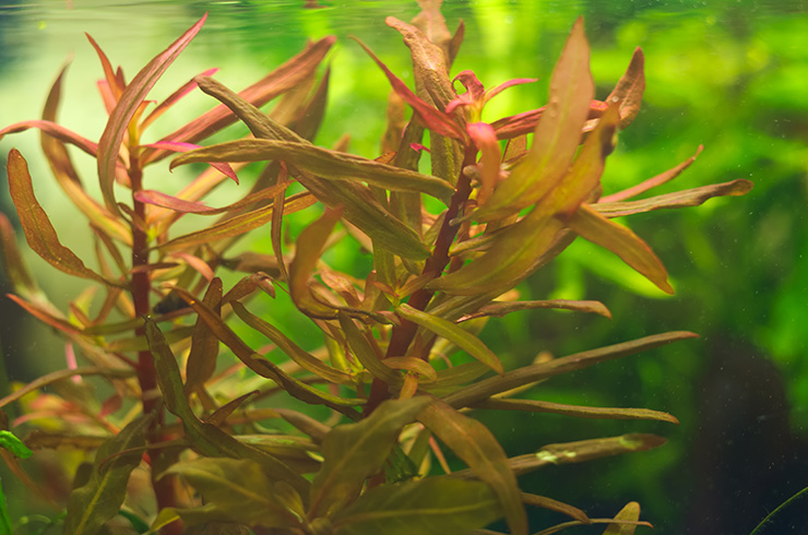 Аммания – привлекательное светолюбивое растение