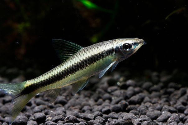 Сиамский водорослеед – миролюбивая и полезная рыбка