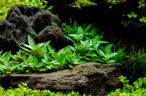 Стаурогин – выносливое и компактное аквариумное растение