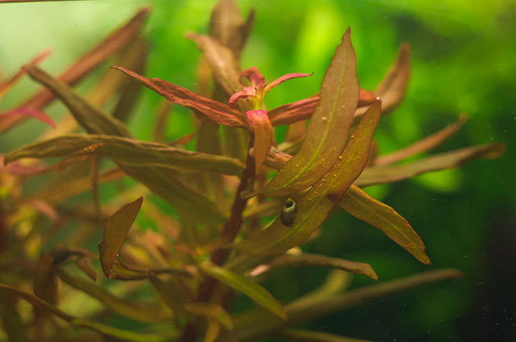 В подходящих условиям листья аммании часто приобретают приятный красноватый оттенок