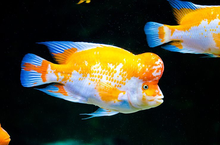 Лимонная цихлазома – красивая, но агрессивная рыбка