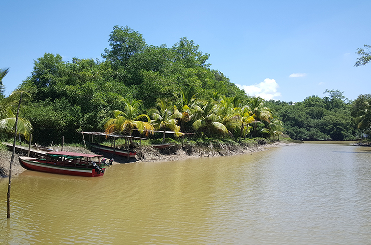 Нанностомусы Бекфорда встречаются в небольших реках Суринама