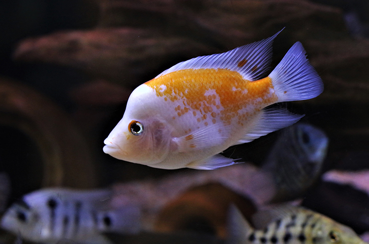 Цихлазома лабиатум – красивая, но агрессивная рыбка
