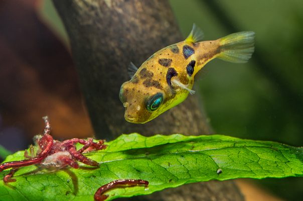 Карликовый тетрадон способен уживаться со многими декоративными рыбками