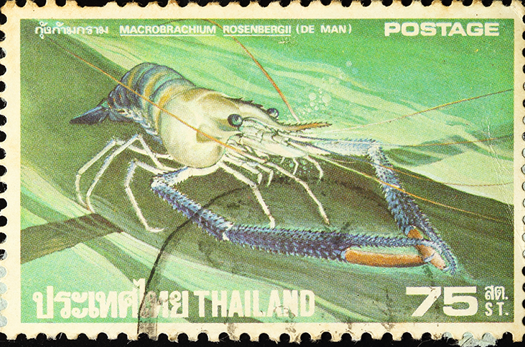 Марка с изображением макробрахиума Розенберга. Таиланд, 1980 г.