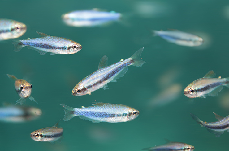 Тетра Керри – миниатюрная и миролюбивая рыбка