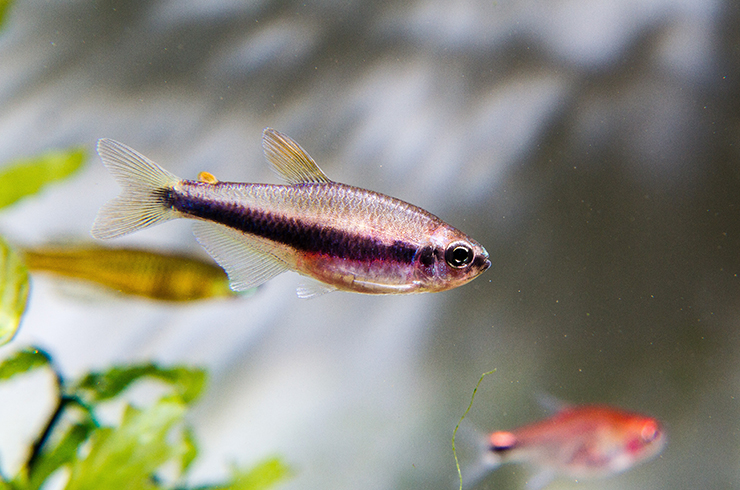 Тетра Керри покажет себя во всей красе, если аквариум будет похож на природный биотоп рыбки