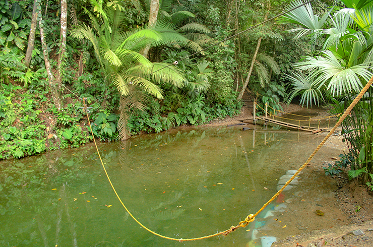 В естественной среде колумбийские тетры живут в мутной воде