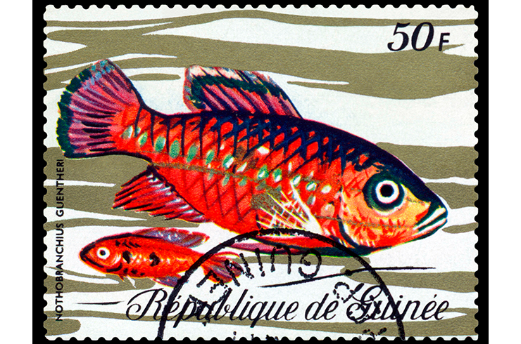 Почтовая марка с изображением нотобранхиуса Гюнтера. Гвинея, 1971 г.