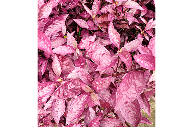 Листья альтернантеры Розанервиг имеют привлекательную лиловую окраску