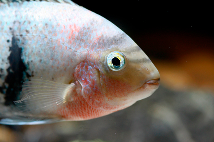 Цихлазома вьеха – территориальная рыбка