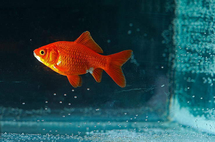 Для нереста золотых рыбок понадобится аквариум от 40 литров