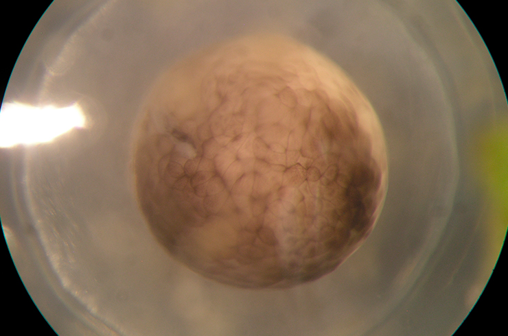 Макрофотография яйца аксолотля