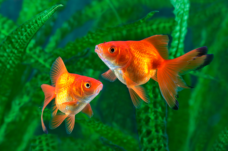 Отличить пол у золотых рыбок можно только в период размножения