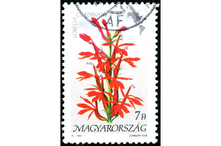Марка с изображением лобелии кардинальской. Венгрия, 1991 г.