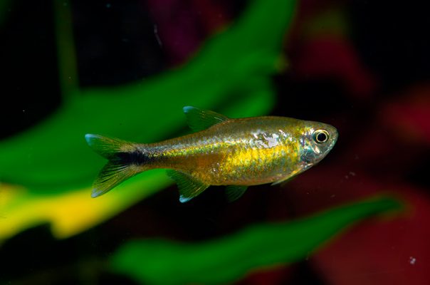 Тетры – одни из популярных аквариумных рыбок