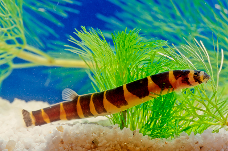 Акантофтальмусы – рыбки, похожие на упитанных червей
