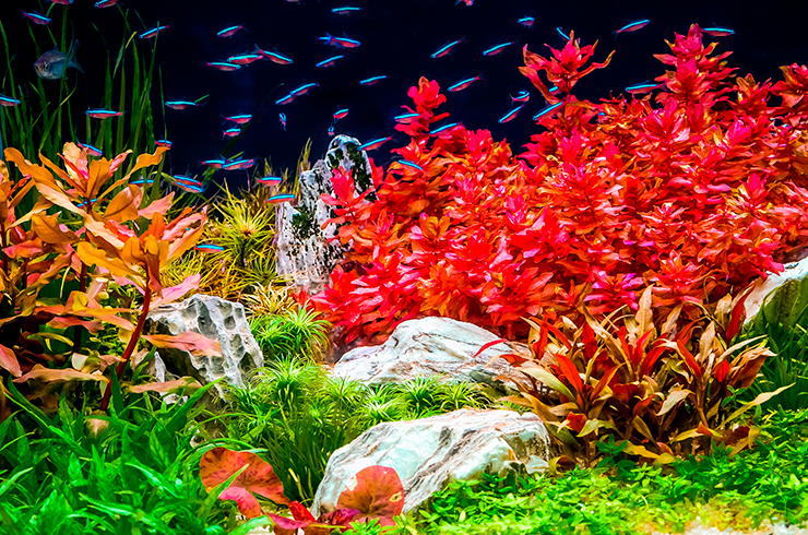Красные растения в аквариуме смотрятся невероятно привлекательно