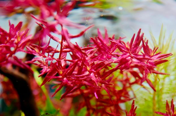 Ротала макрандра – красивое и капризное аквариумное растение