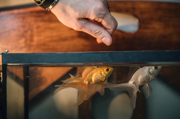 Кормить золотых рыбок сухим кормом очень просто