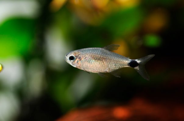 Тетра элахис – миниатюрная акариумная рыбка