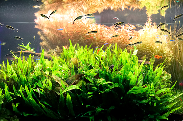 Тетра клюшка любит заросли водных растений