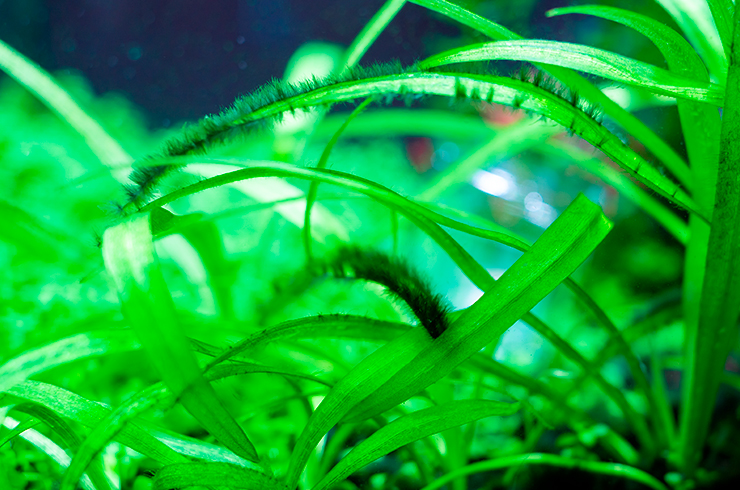 В неподходящих условиях листья эхинодоруса нежного могут покрываться водорослями