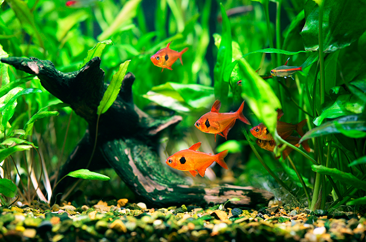 Красные орнатусы хорошо уживаются с соразмерными видами рыб