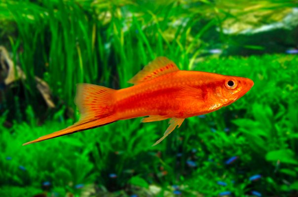 Меченосец – интересная и яркая рыбка