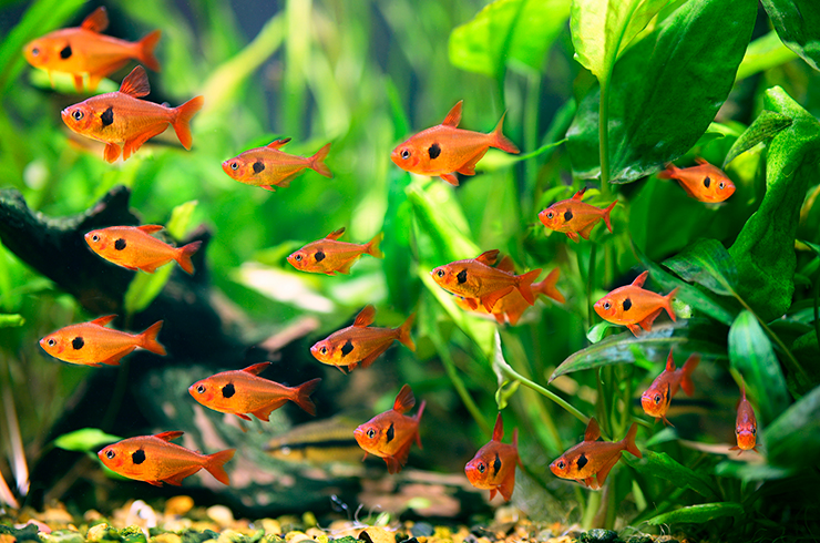 Стайка орнатусов красных украсит любой аквариум