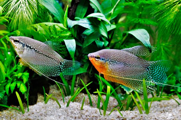Гурами – красивые и выносливые рыбки