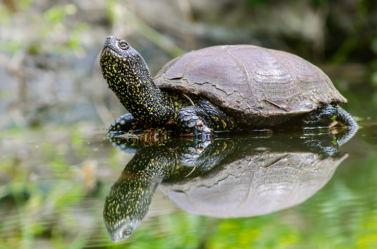 Болотная черепаха: особенности образа жизни и ее роль в экосистеме
