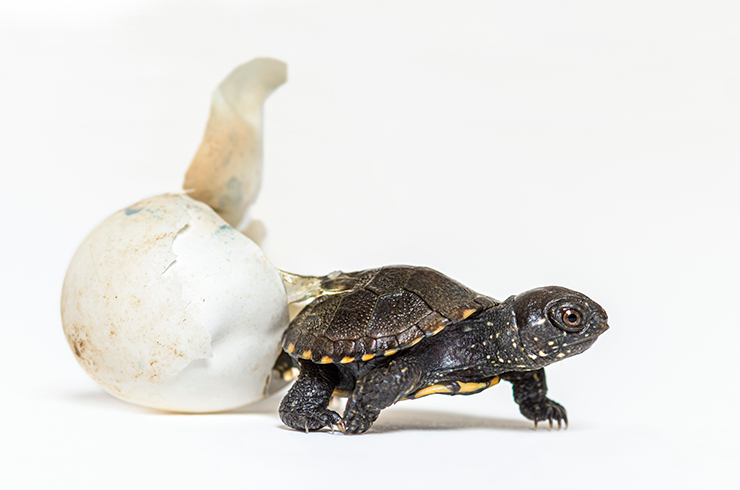 Детеныш европейской болотной черепахи, вылупившийся из яйца