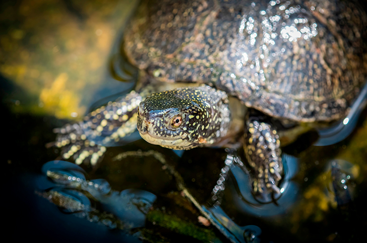 Для содержания болотной черепахи понадобится аквариум от 120 литров с выходом на сушу