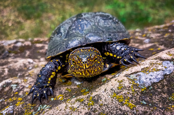 Европейская болотная черепаха – настоящий хищник