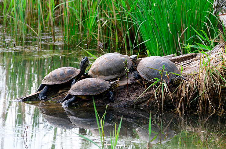 Европейские болотные черепахи принимают солнечны ванны