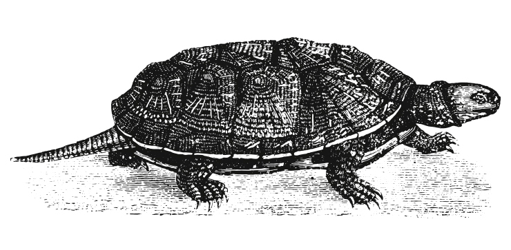 Мускусная черепаха. Старинная французская гравюра