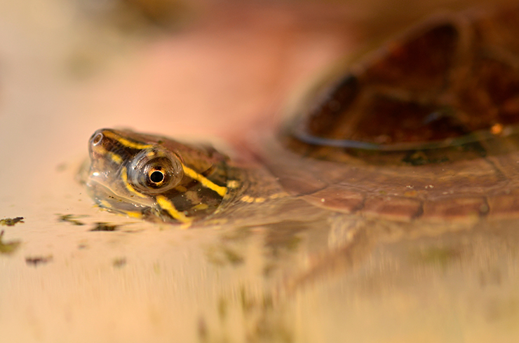 Мускусные черепахи большую часть жини проводят в воде