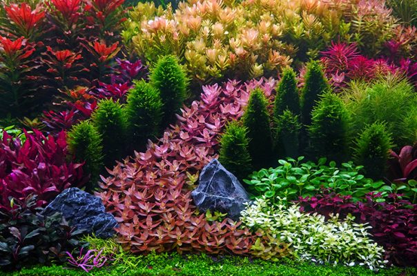 Аквариумные растения – настоящее украшение аквариума