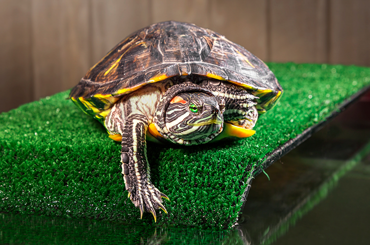 Содержать красноухих черепах следует только в правильно организованном террариуме